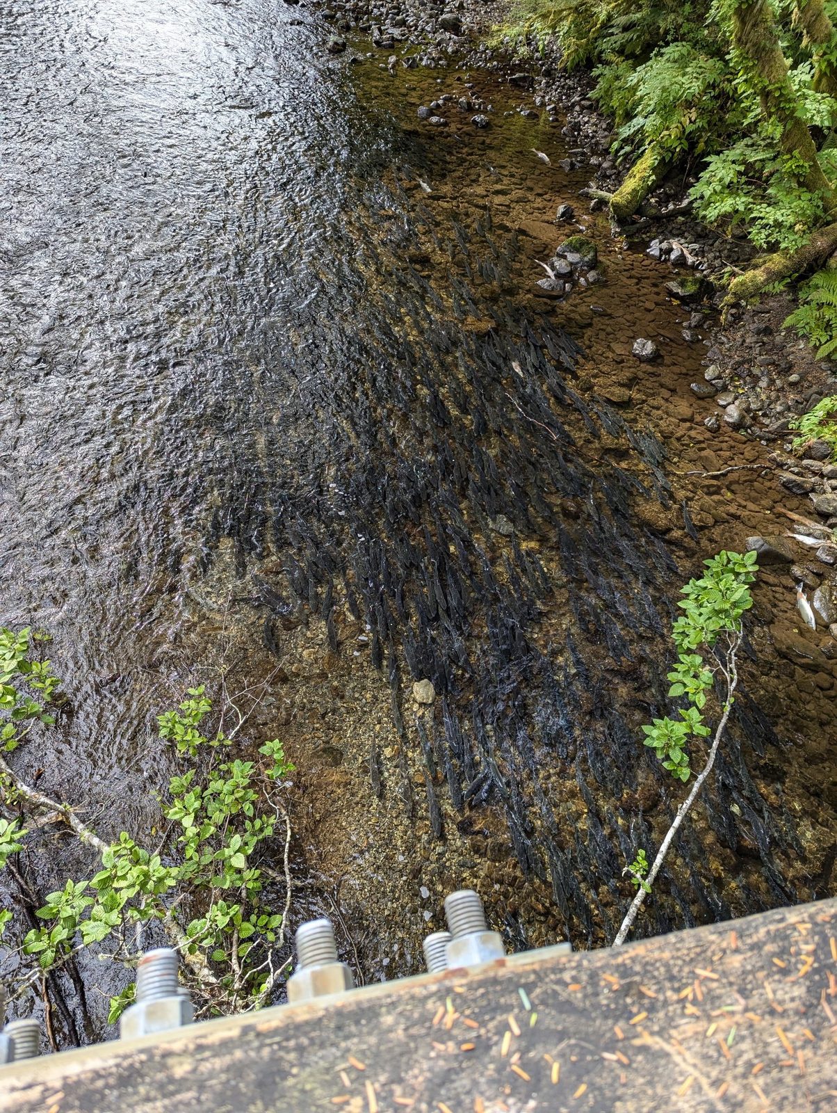 A late-summer salmon run packed into a clear Southeast Alaska creek